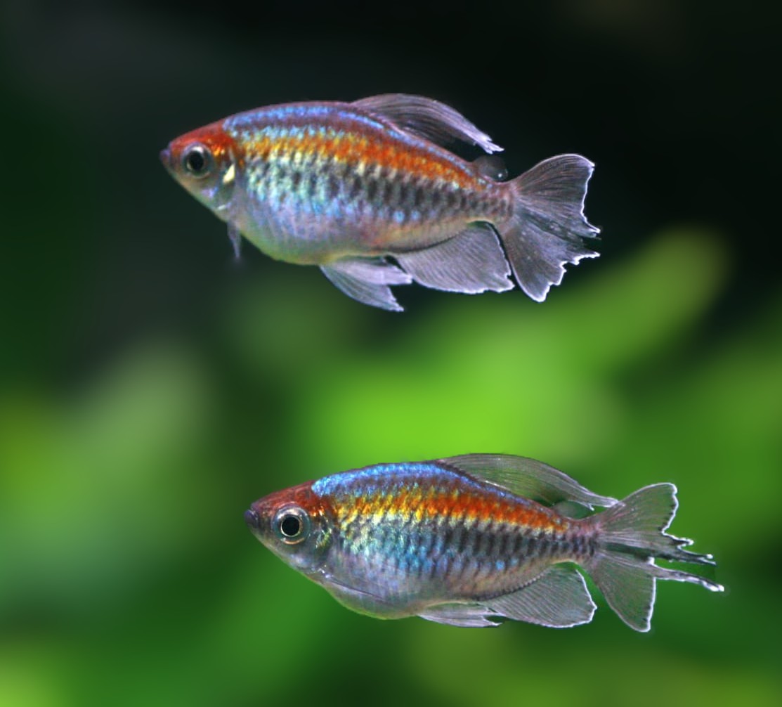 Congo